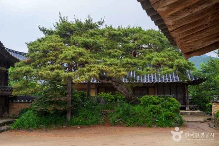 개평한옥마을의 한옥과 소나무